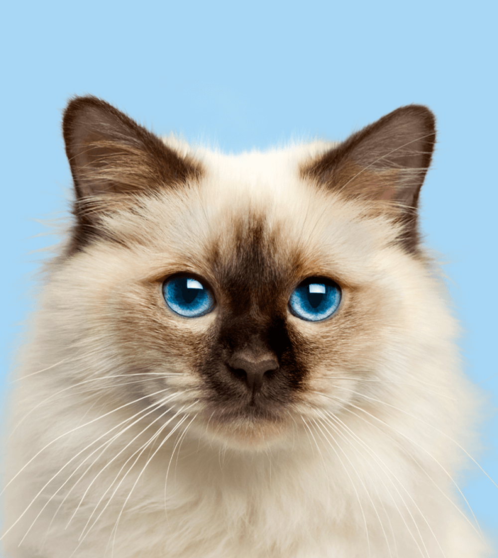 Gato de ojos azules sobre fondo celeste