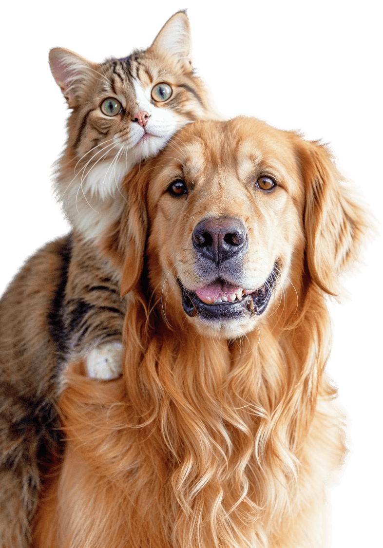 Perro y gato juntos