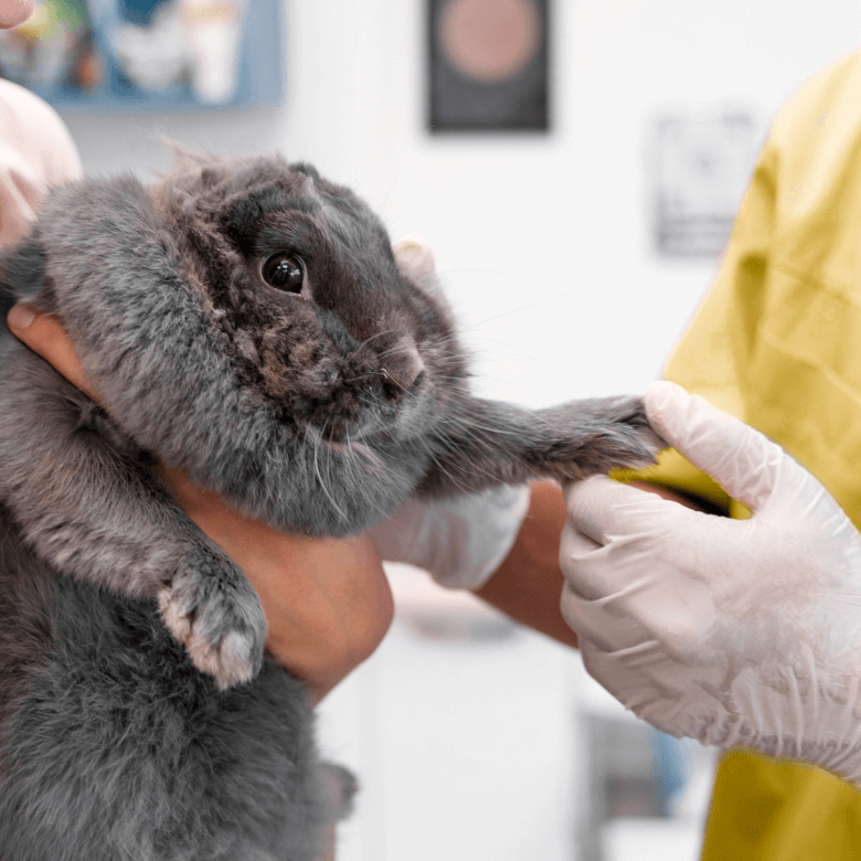 Conejo durante una exploración tranquila en consulta