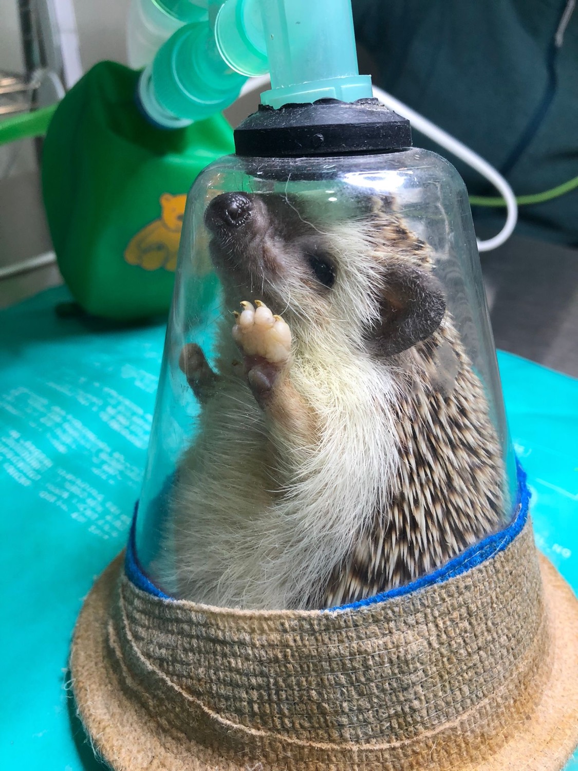 Erizo en consulta