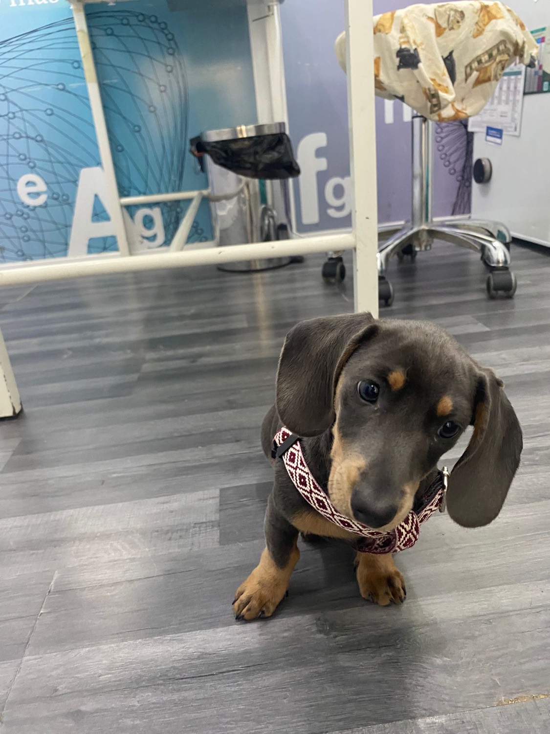 Cachorro en la clínica