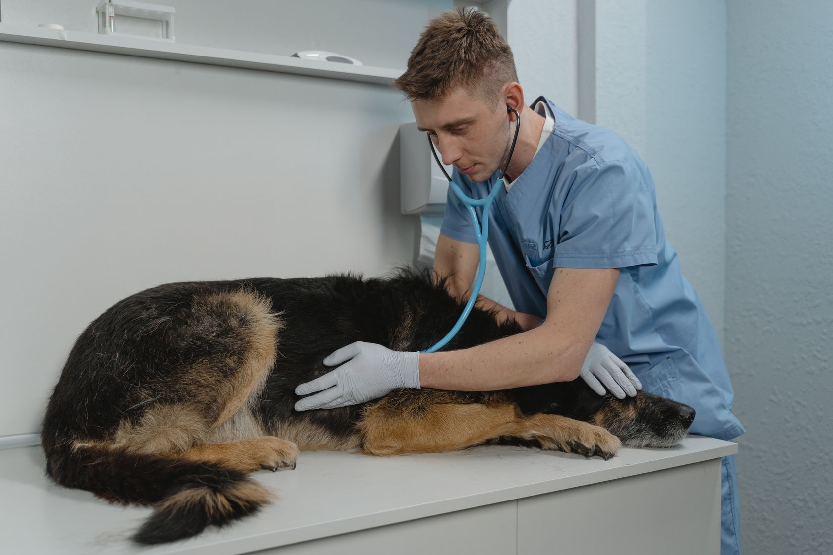 Veterinario auscultando el corazón de un perro con fonendoscopio en la clínica PetEco de Galapagar
