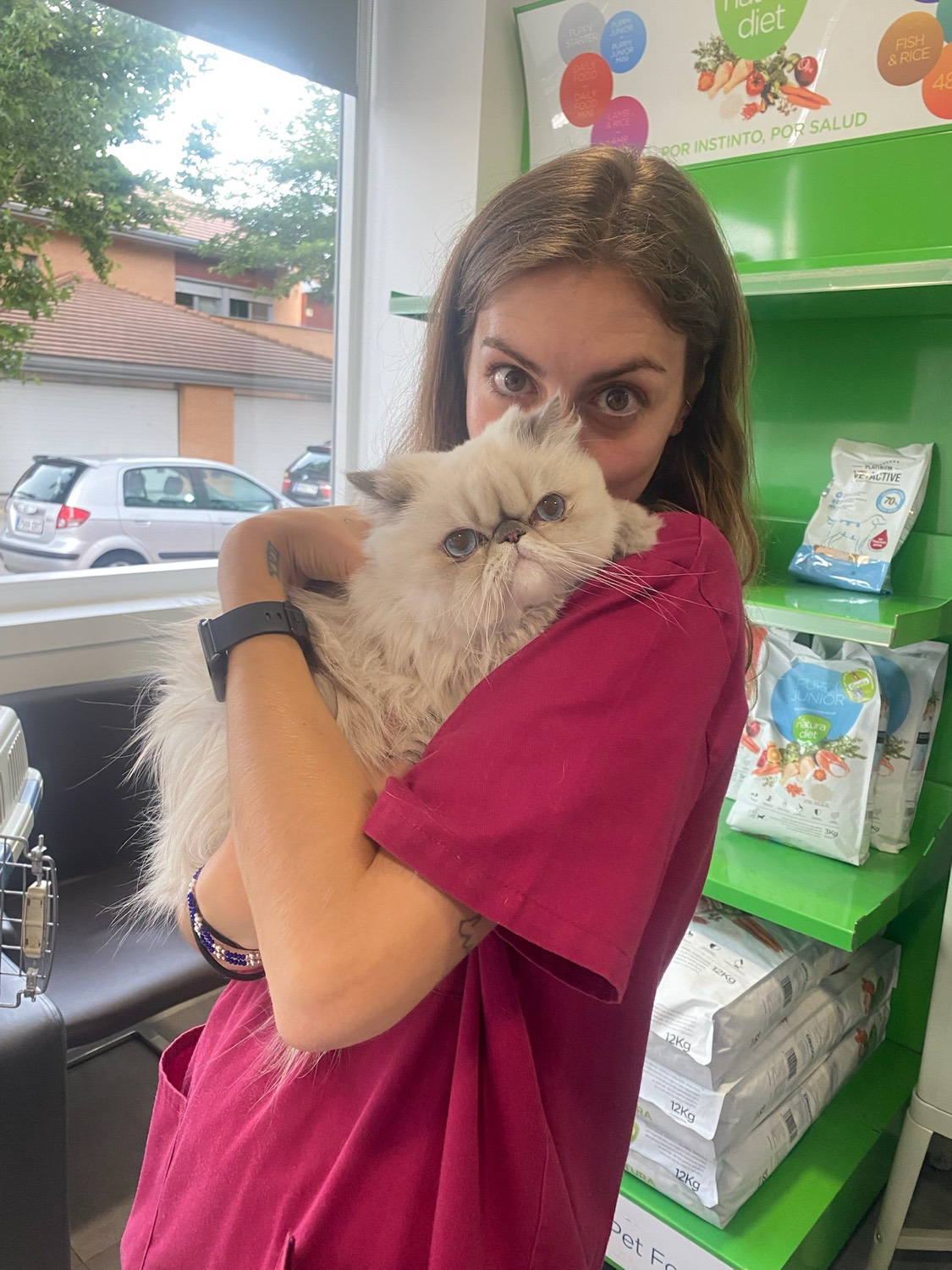Consulta a un gato persa