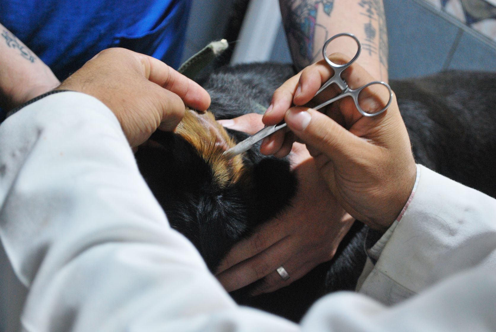 Veterinario examinando el oído y la piel de un perro en la clínica PetEco de Galapagar
