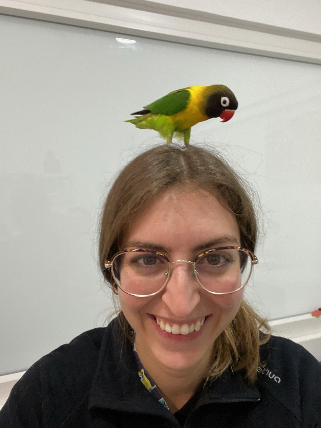 Agapornis en la clínica