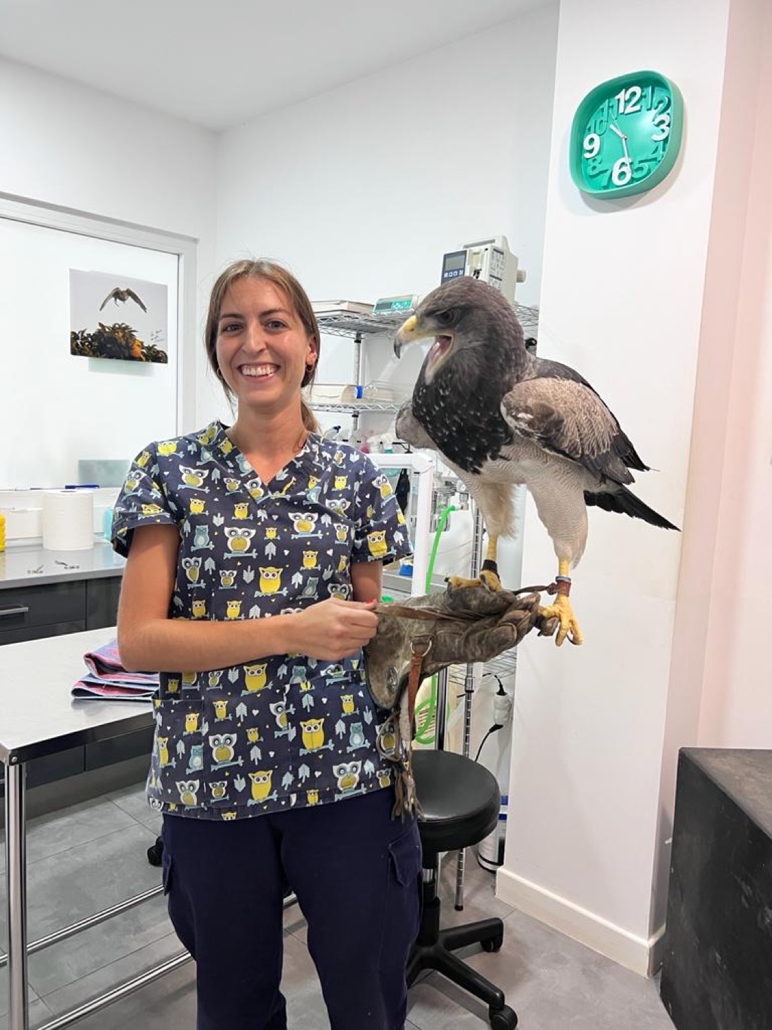 Águila atendida en la clínica