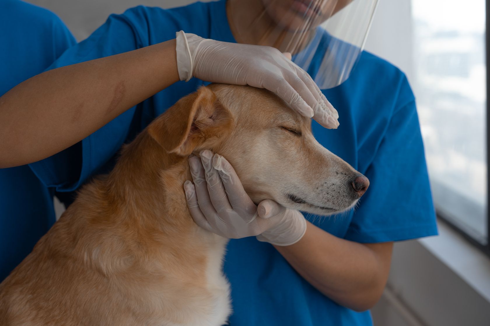 Veterinario explorando con cuidado la cabeza de un perro en la clínica PetEco de Galapagar