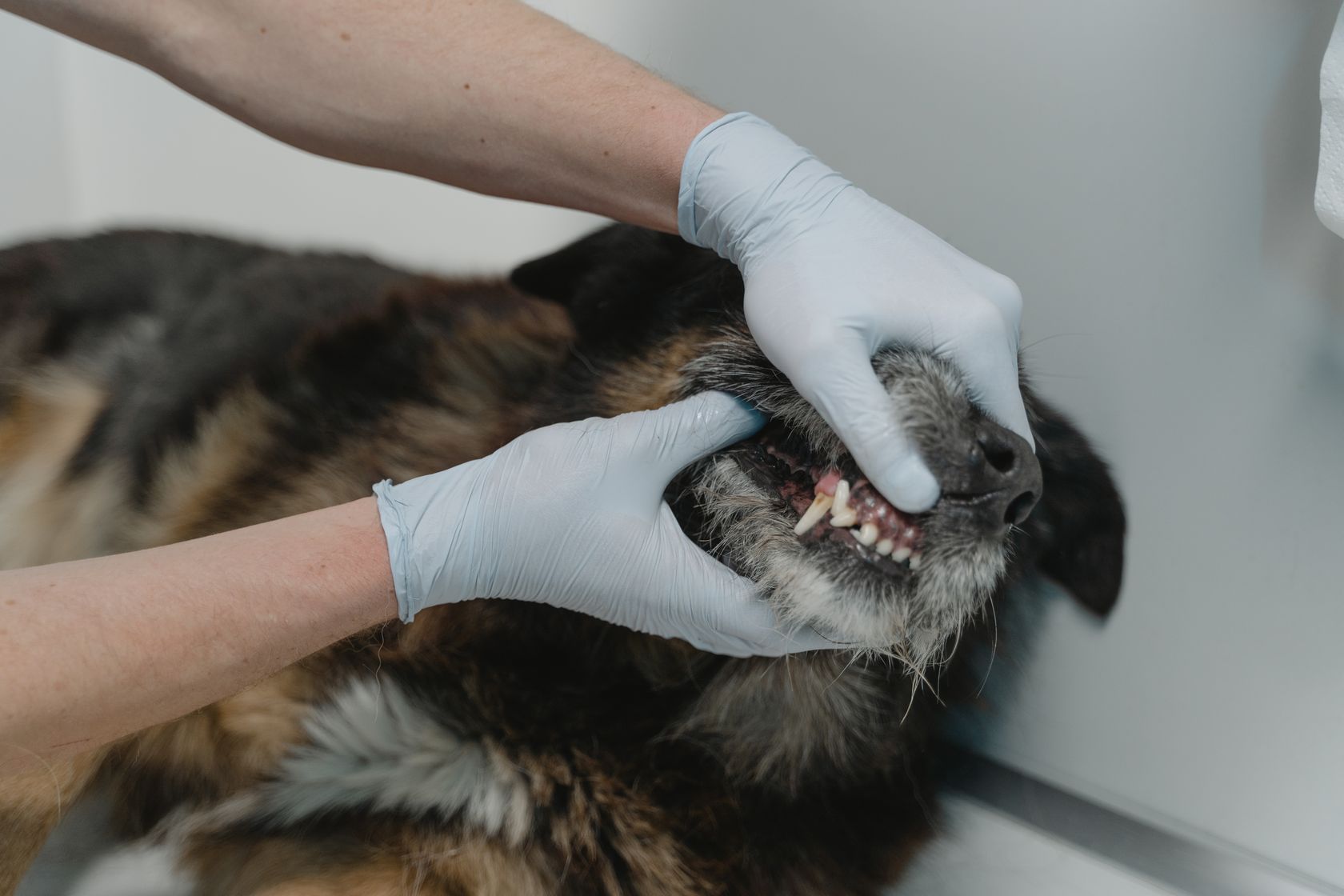 Veterinario revisando los dientes de un perro en la consulta de odontología de PetEco en Galapagar