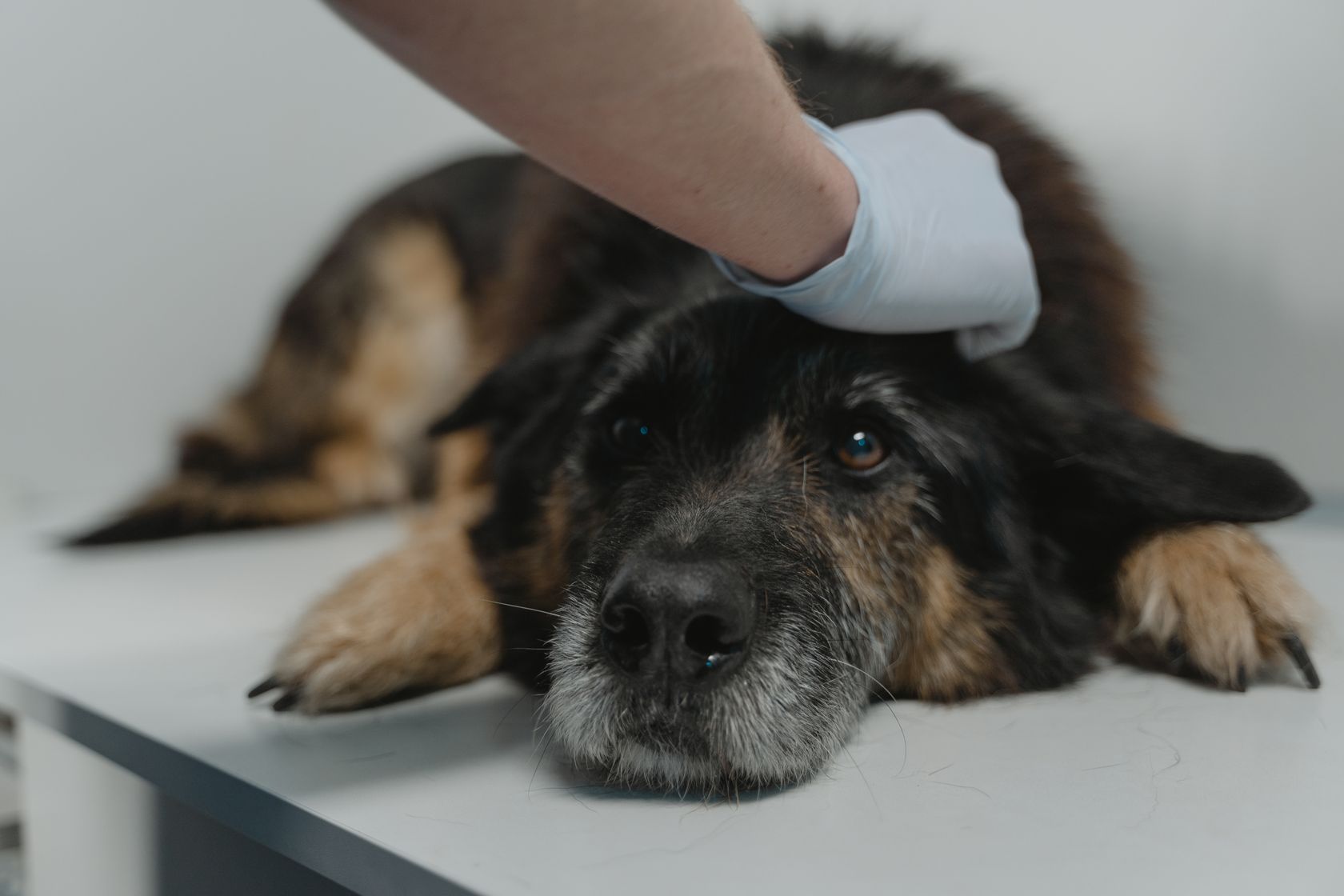 Perro mayor durante una revisión oncológica en la clínica veterinaria PetEco de Galapagar