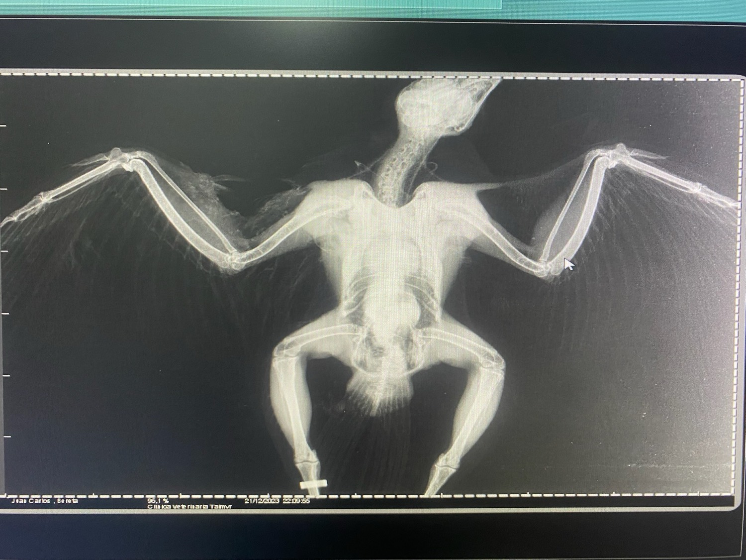 Radiografía de un ave