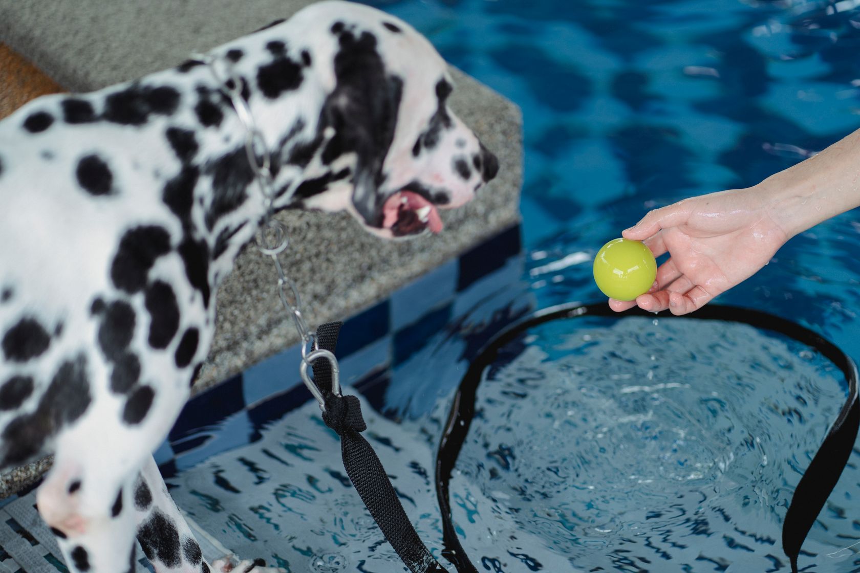 Perro haciendo hidroterapia de rehabilitación en la clínica veterinaria PetEco