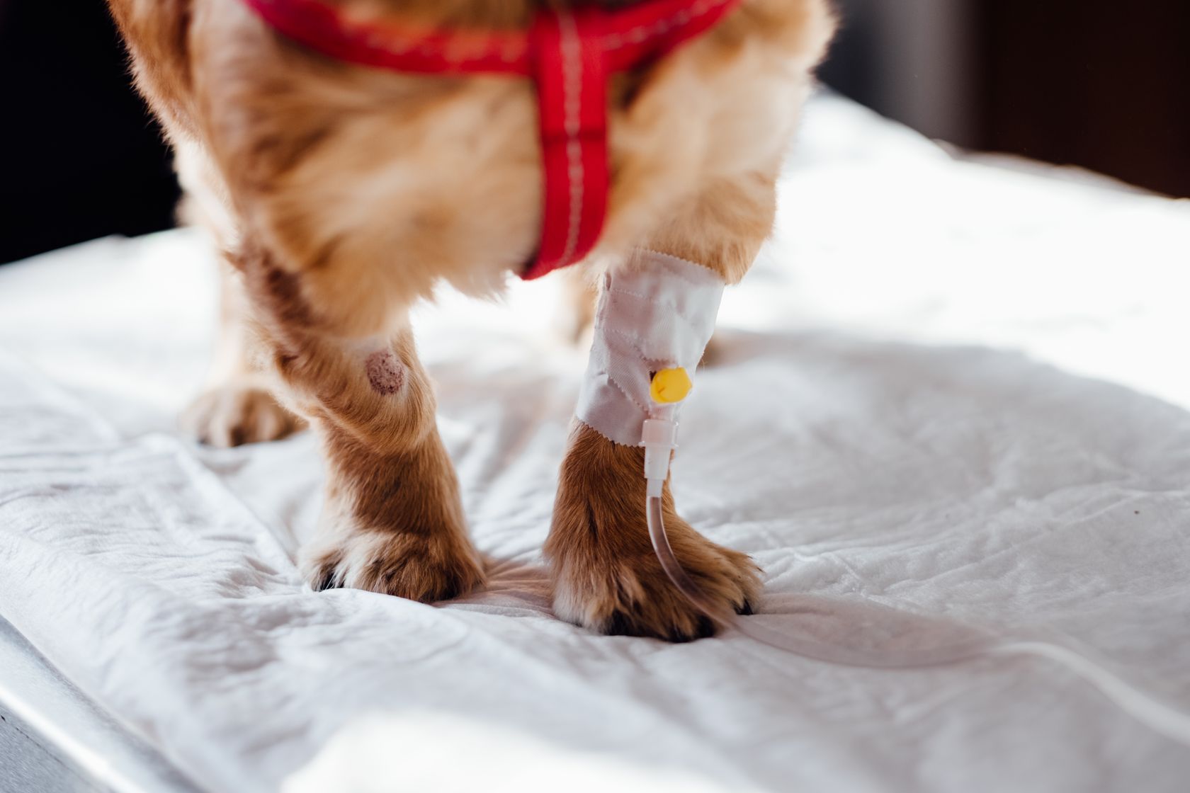 Perro con vía intravenosa recibiendo atención de urgencias en la clínica veterinaria PetEco