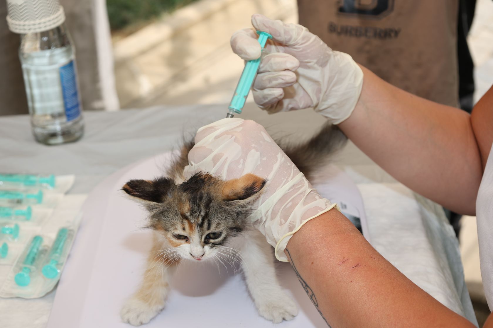 Gatito recibiendo una vacuna en la clínica veterinaria PetEco de Galapagar