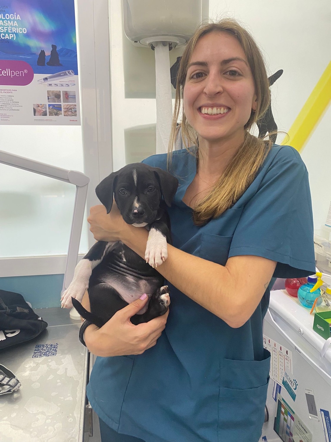Cachorro en consulta